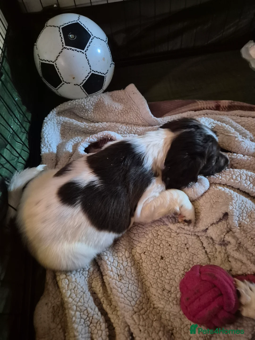 English Springer Spaniel dogs for sale: ​Working Springer Spaniel Bitches – Ready Soon!  - Advert 2