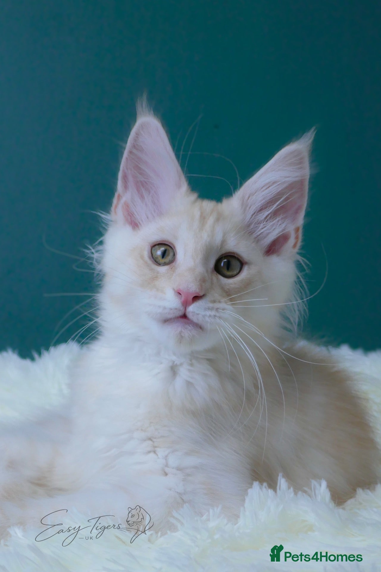 Maine Coon cats Only one beautiful boy left. Super sweet boy  - Advert 1