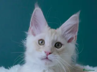 Maine Coon cats Only one beautiful boy left. Super sweet boy - Advert 1