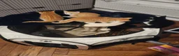 Mixed Breed cats for sale: 4 Gorgeous kittens looking for new home - Advert 8
