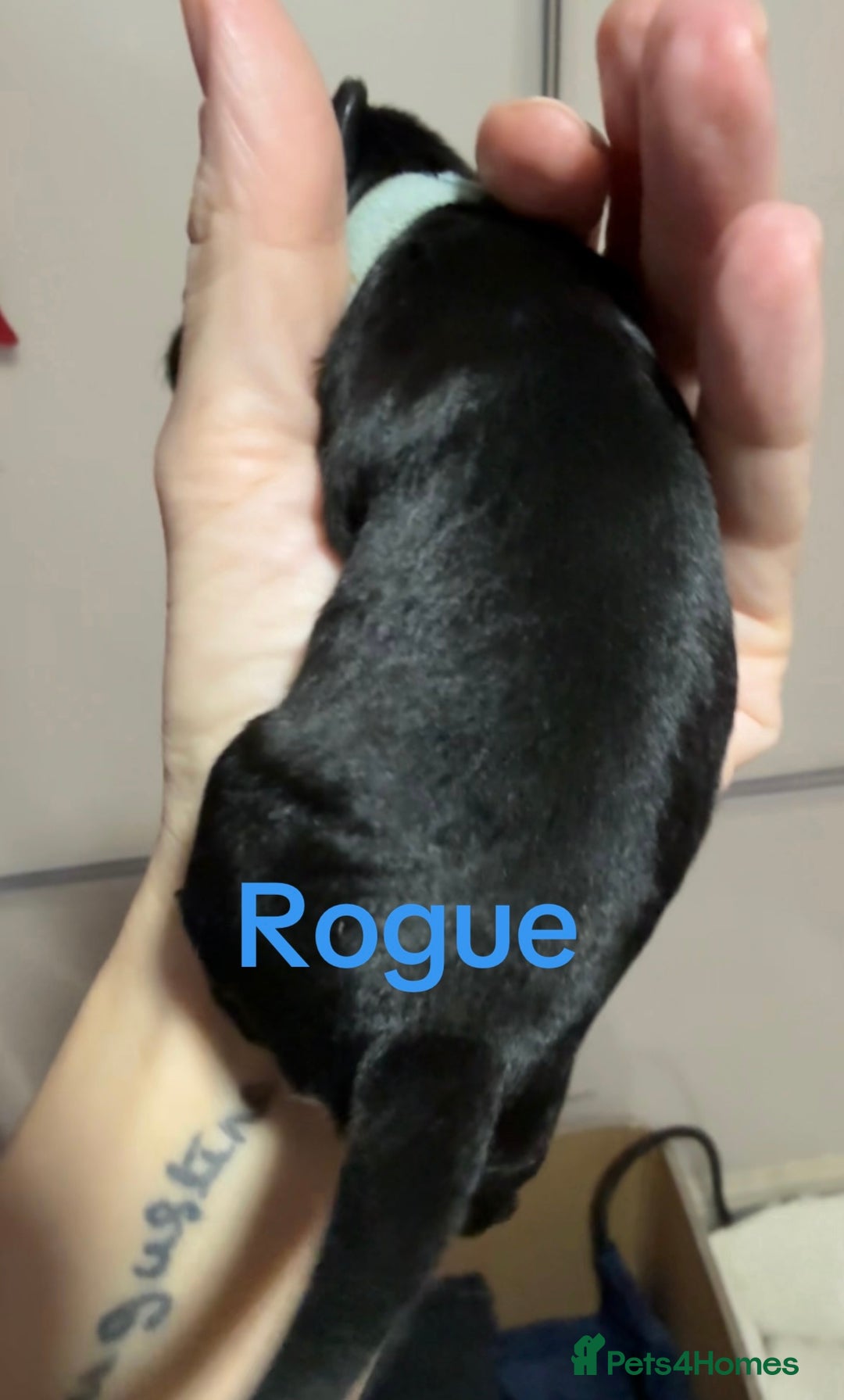 Mixed Breed dogs for sale: F1 Schnoodle Puppies all girl Litter ready March  - Advert 15