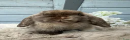 Mini Lop rabbits for sale: Stunning mini lop rabbits. - Advert 2