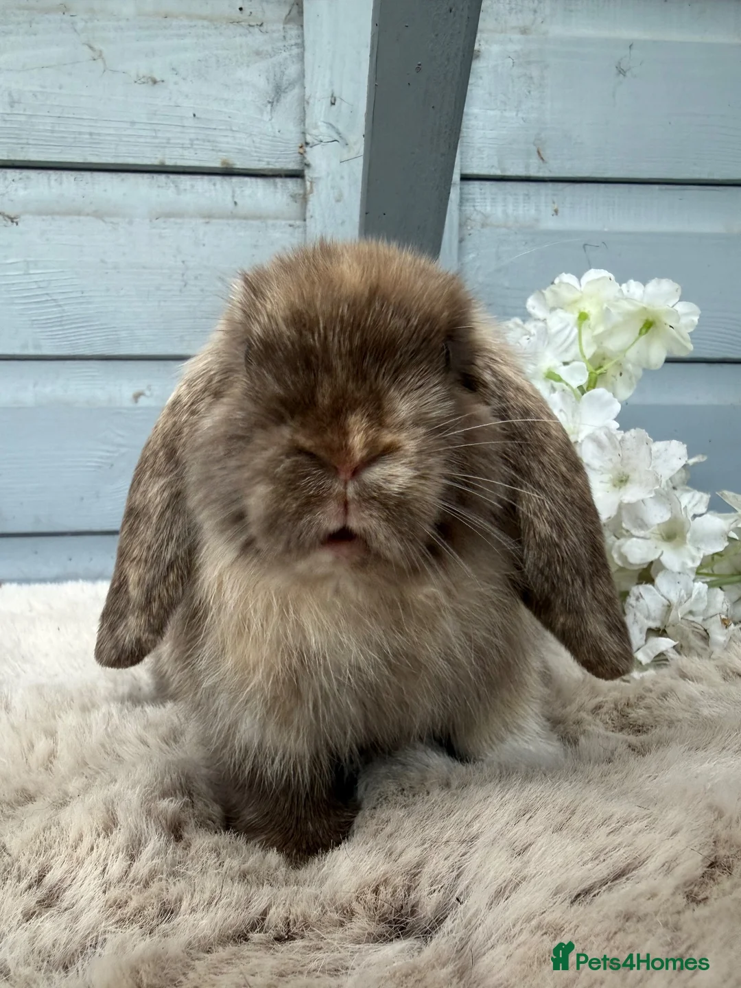 Mini Lop rabbits for sale: Stunning mini lop rabbits. - Advert 2