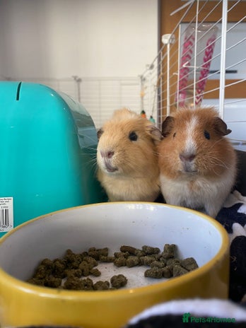 Guinea Pig rodents - Advert 16