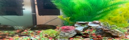 Mollies fish for sale: Tropical Fish Tank 160 litters - Advert 7