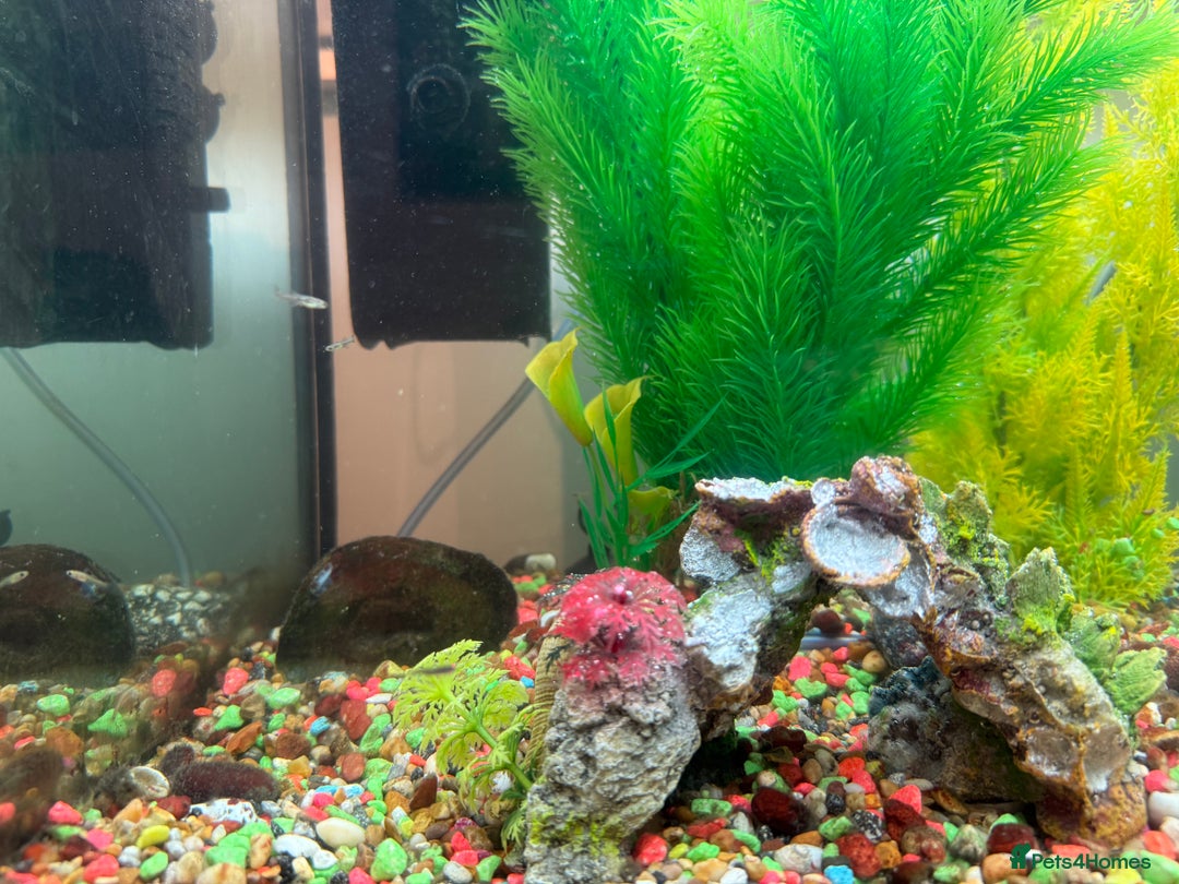 Mollies fish for sale: Tropical Fish Tank 160 litters - Advert 7