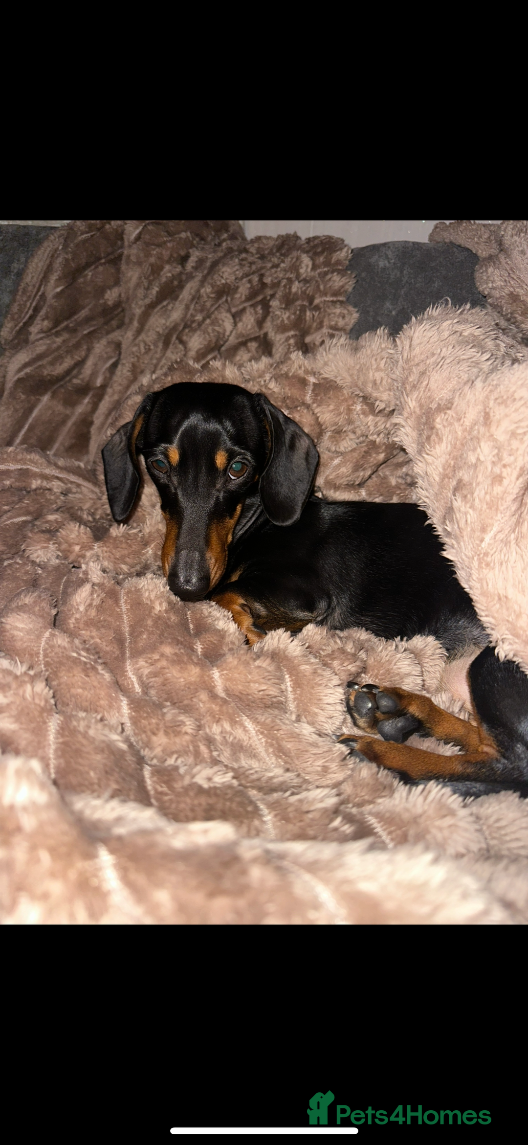 Miniature Dachshund dogs for sale: Mini dachshund for rehome - Advert 1
