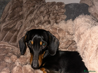 Miniature Dachshund dogs Mini dachshund for rehome - Advert 1