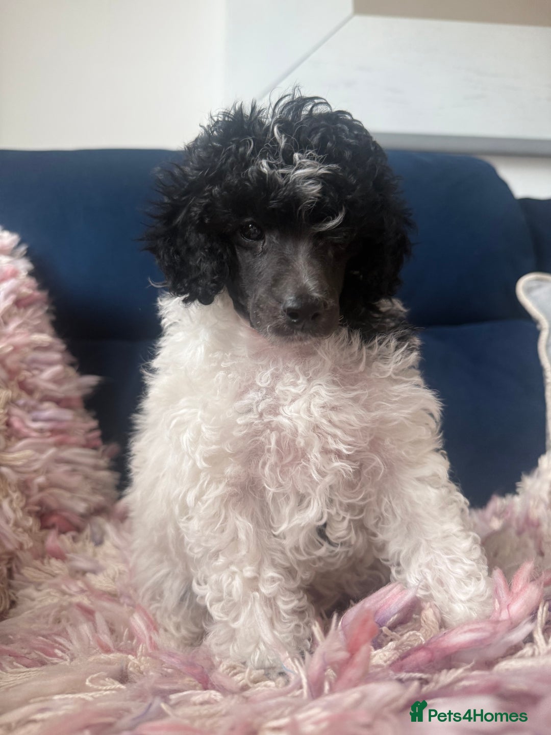 Toy Poodle dogs for sale: Rare parti poodle puppies - Image 9