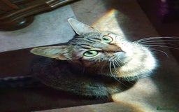 Mixed Breed cats for sale: 2 bengal x tabby cats - Image 4