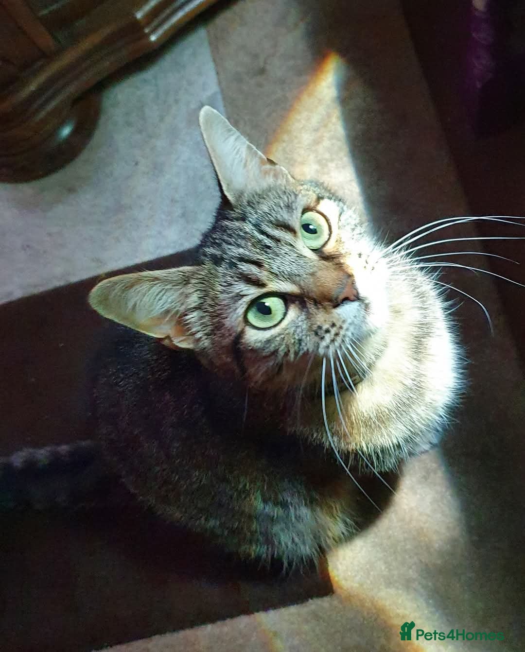 Mixed Breed cats for sale: 2 bengal x tabby cats - Image 4