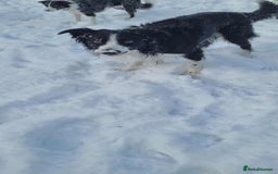 Border Collie dogs for adoption: Meet Mitch - Advert 6