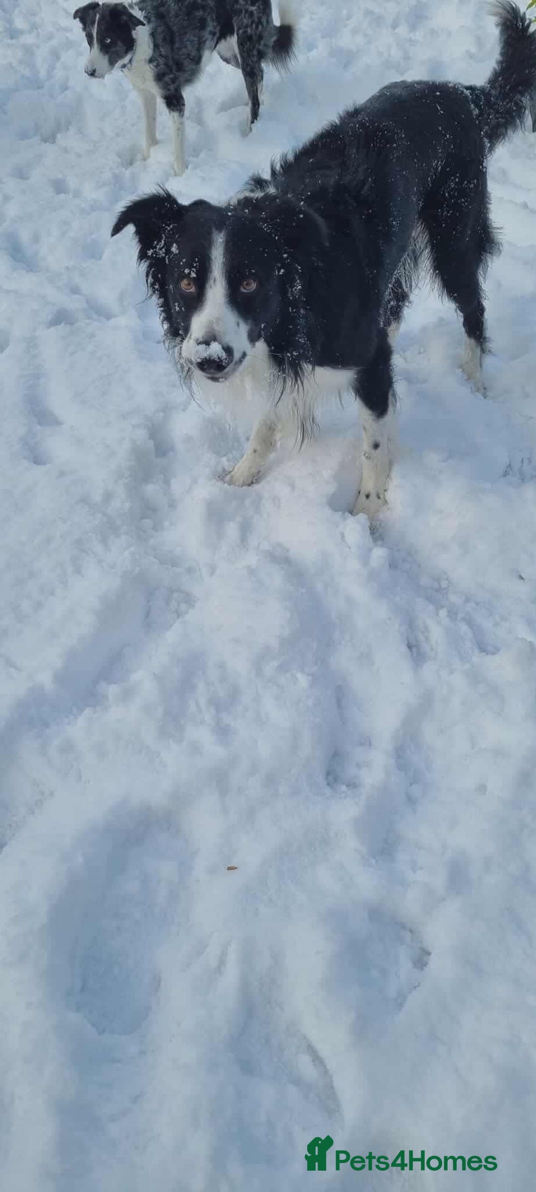 Border Collie dogs for adoption: Meet Mitch - Advert 6