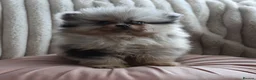 Pomeranian dogs for sale: Beautiful Russian line Pomeranians  - Advert 4