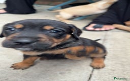 Mixed Breed dogs for sale: Beautiful unique puppies  - Image 5