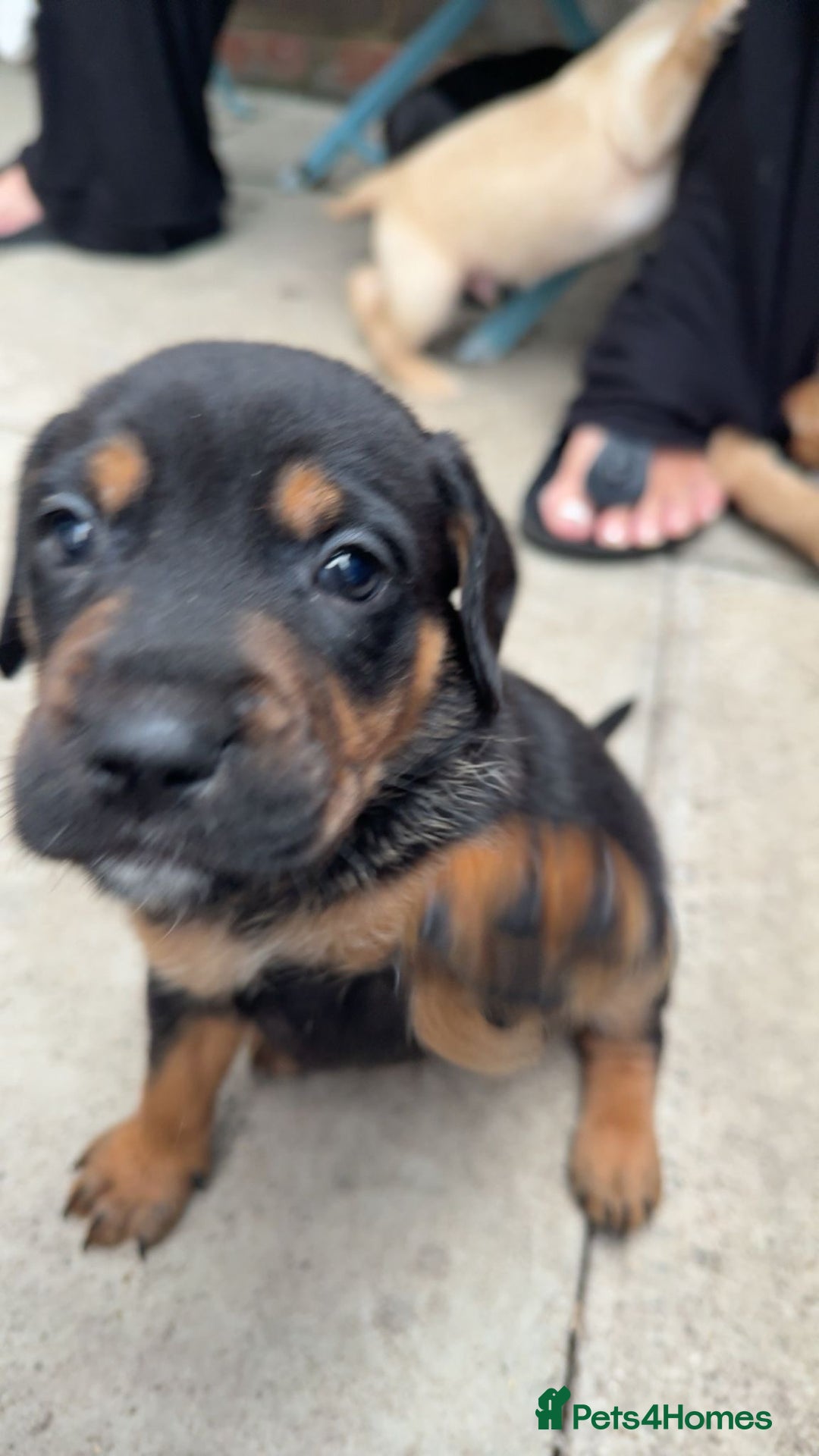 Mixed Breed dogs for sale: Beautiful unique puppies  - Image 5