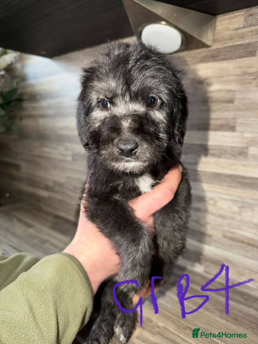 Mixed Breed dogs for sale: Bedlington terrier/collie whippet mix  - Advert 12