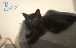 Mixed Breed cats for sale: 4 Kittens for sale  - Image 2