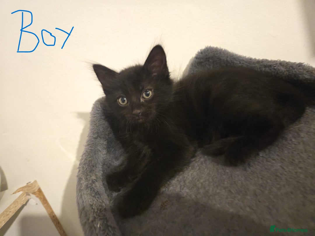Mixed Breed cats for sale: 4 Kittens for sale  - Image 2