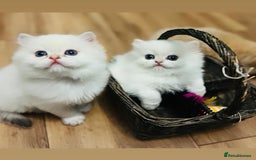 British Longhair cats for sale: 🐾🤩❤️Gold Angels - tiny stars 🐾❤️🐱 - Image 3