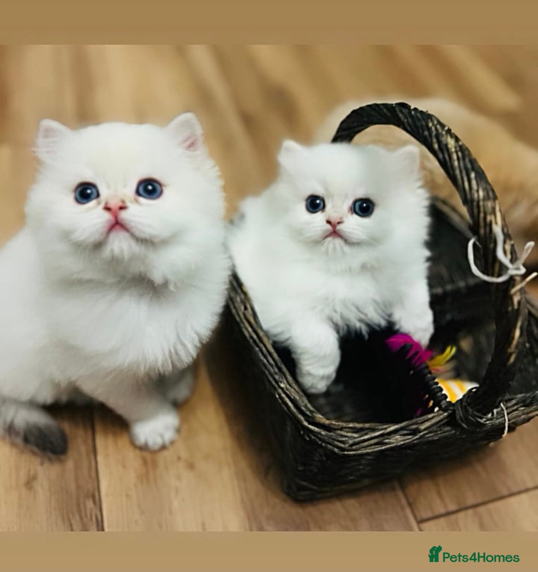 British Longhair cats for sale: 🐾🤩❤️Gold Angels - tiny stars 🐾❤️🐱 - Image 3