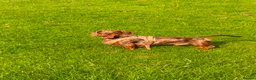 Miniature Dachshund dogs for stud: Chocolate and Cream Dapple Minature Dashund  - Advert 4