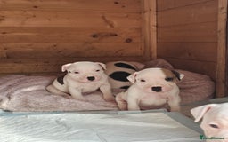 Staffordshire Bull Terrier dogs for sale: 🐾 Beautiful Staffordshire Bull Terrier Puppies 🐾 - Image 22