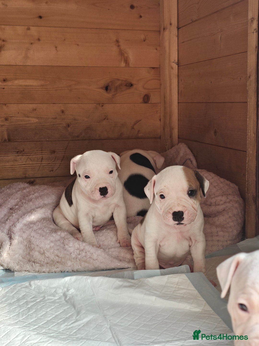 Staffordshire Bull Terrier dogs for sale: 🐾 Beautiful Staffordshire Bull Terrier Puppies 🐾 - Image 22