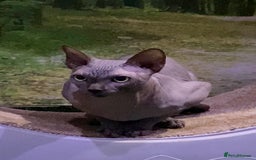 Sphynx cats for sale: Beautiful blue boy  - Image 3