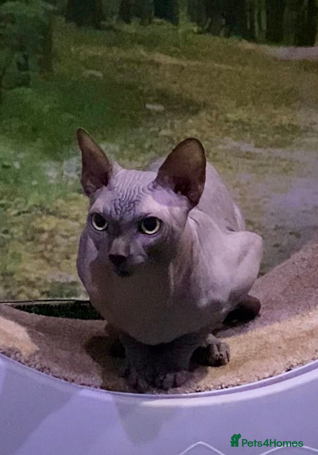 Sphynx cats for sale: Beautiful blue boy  - Image 3