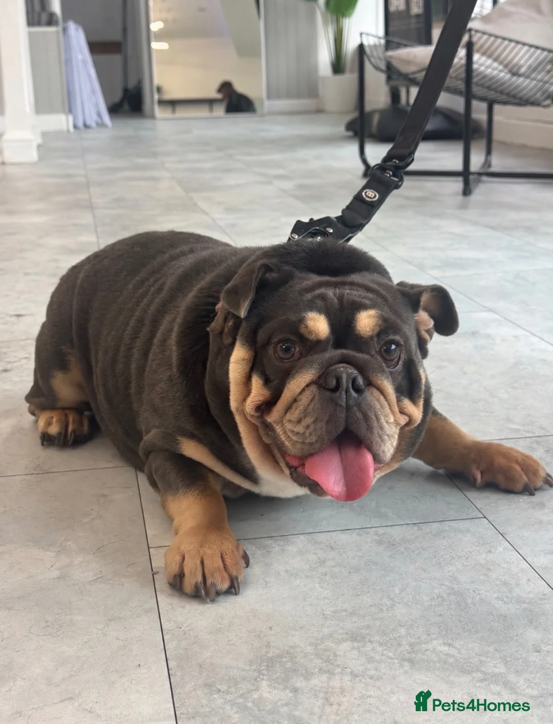 English Bulldog dogs for sale: **A VERY SAD REHOMING FOR OUR BEAUTIFUL BELLA** - Advert 2