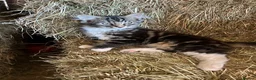 Mixed Breed cats for sale: Beautiful kittens for sale. - Advert 7
