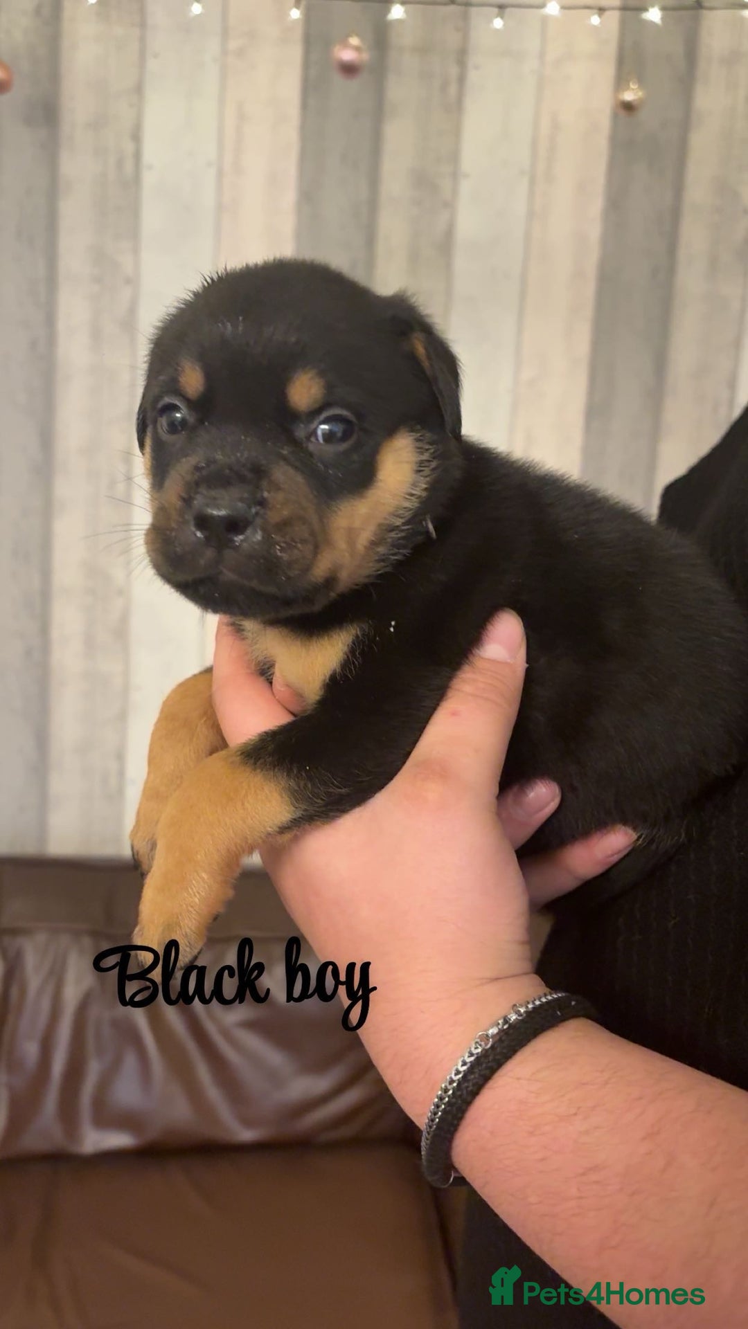 Mixed Breed dogs for sale: Gorgeous bullmastiff x Rottweiler puppies - Advert 7