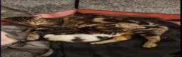 Mixed Breed cats for sale: 2 sisters looking to be rehomed together  in Romford - Advert 1