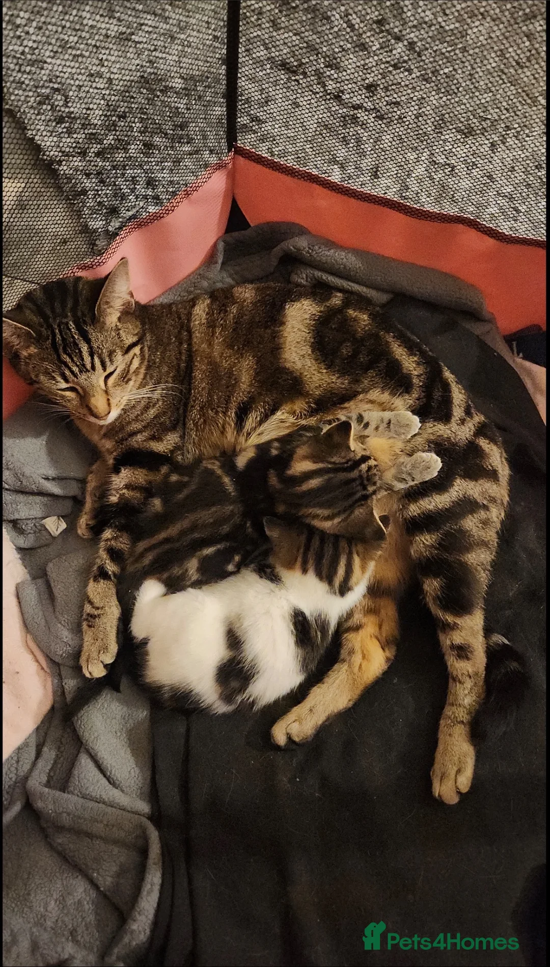 Mixed Breed cats for sale: 2 sisters looking to be rehomed together  in Romford - Advert 1