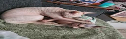 Sphynx cats for sale: Beautiful Sphynx cats need re homing  - Advert 8