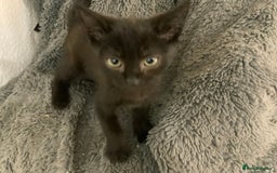 Mixed Breed cats for sale: Beautiful Kittens  - Image 4