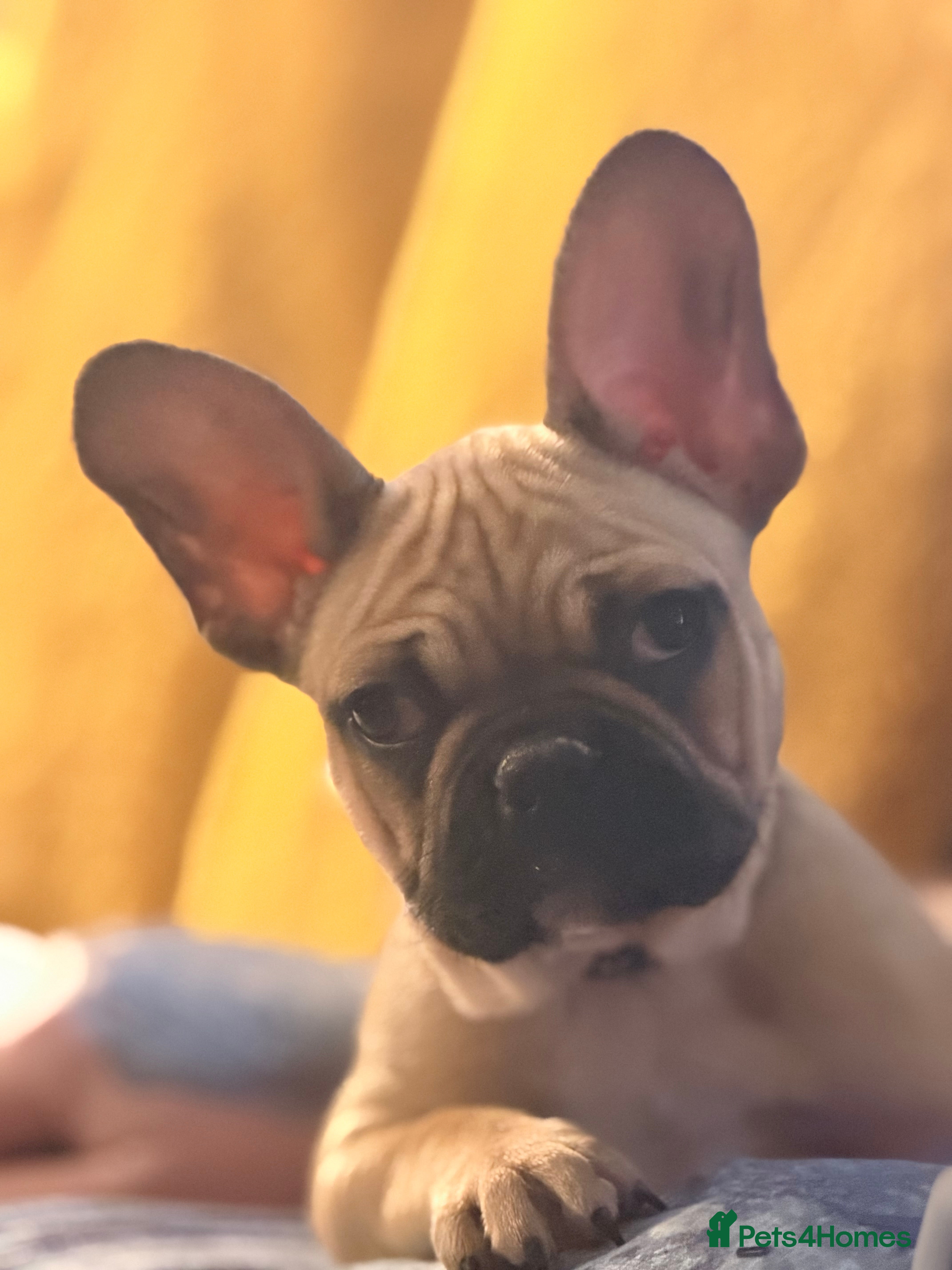 French Bulldog dogs READY NOW🐾 2 beautiful girls left  - Advert 4