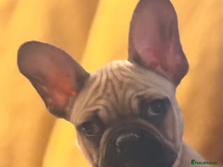 French Bulldog dogs READY NOW🐾 2 beautiful girls left - Advert 15