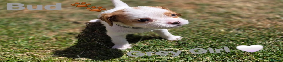 Cavalier Puppy 5