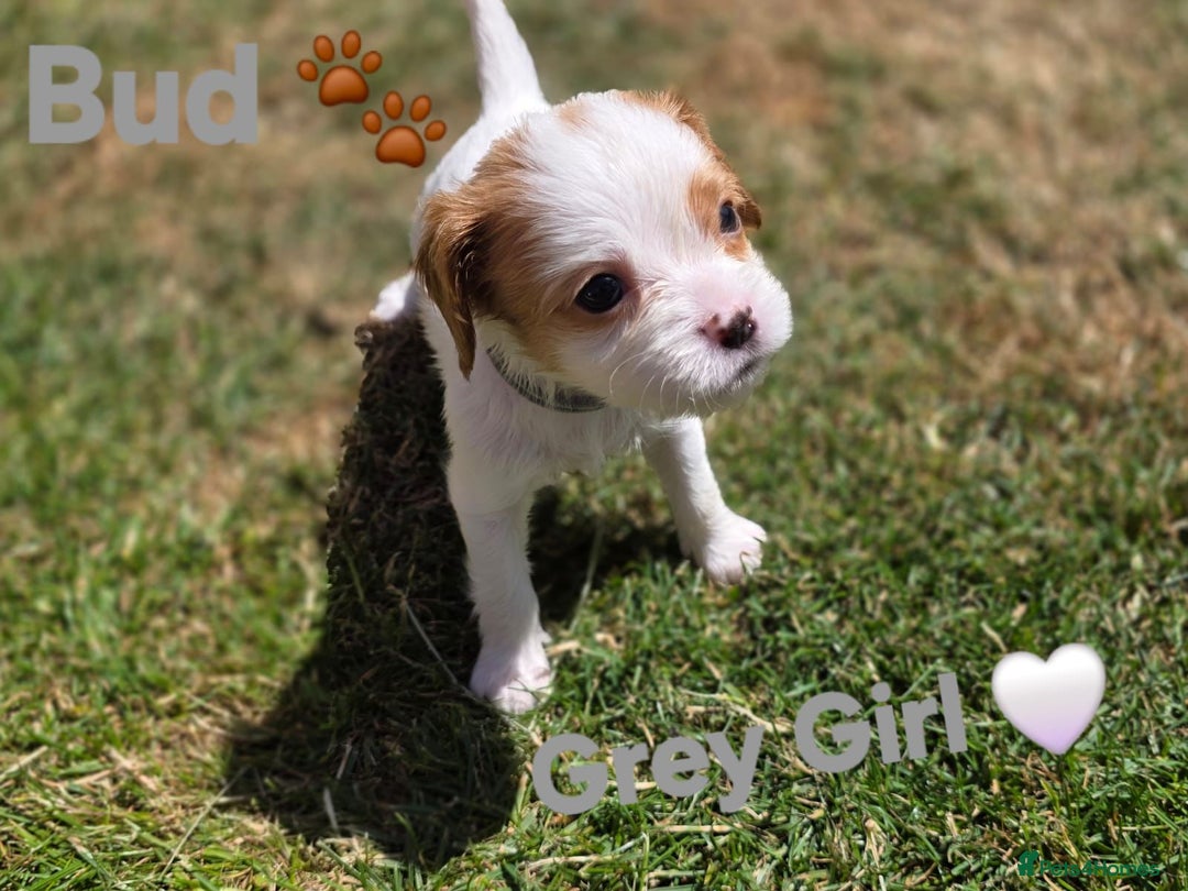 Cavachon dogs for sale: Cavalier King Charles x Cavachon - Image 18