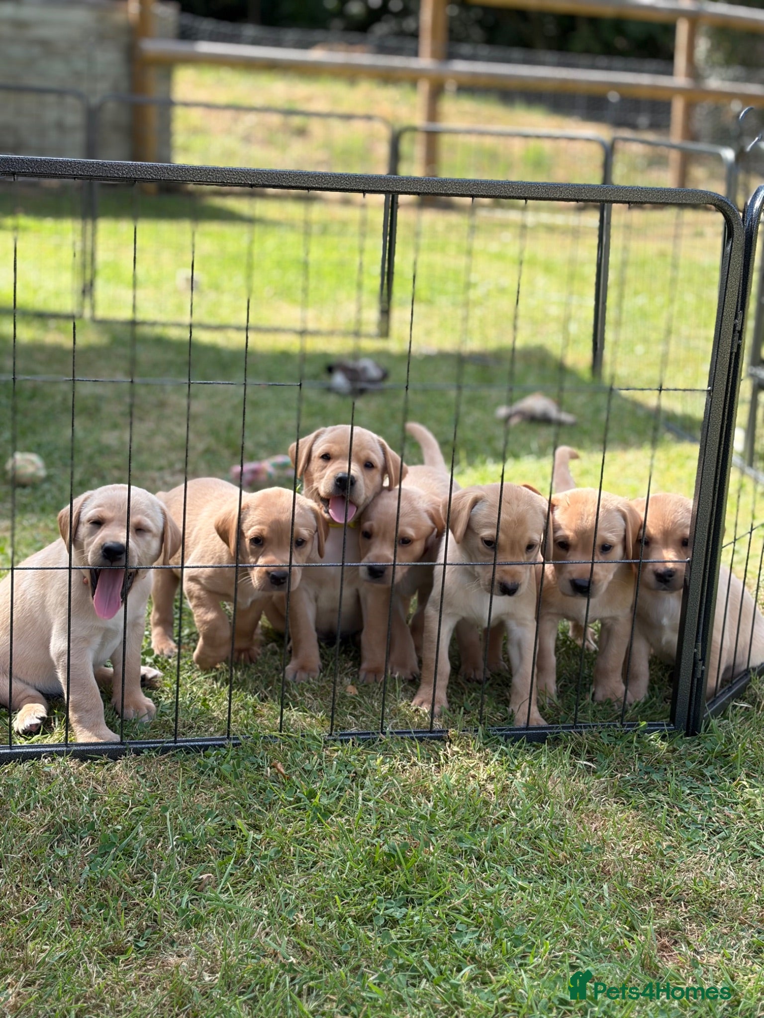Labrador Retriever dogs KC Labrador Puppies (7 boys available) - Advert 17