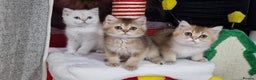 British Shorthair cats for sale: British shorthair pedigree kittens - Advert 5