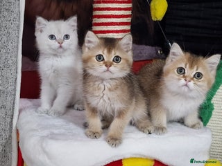 British Shorthair cats British shorthair pedigree kittens - Advert 15