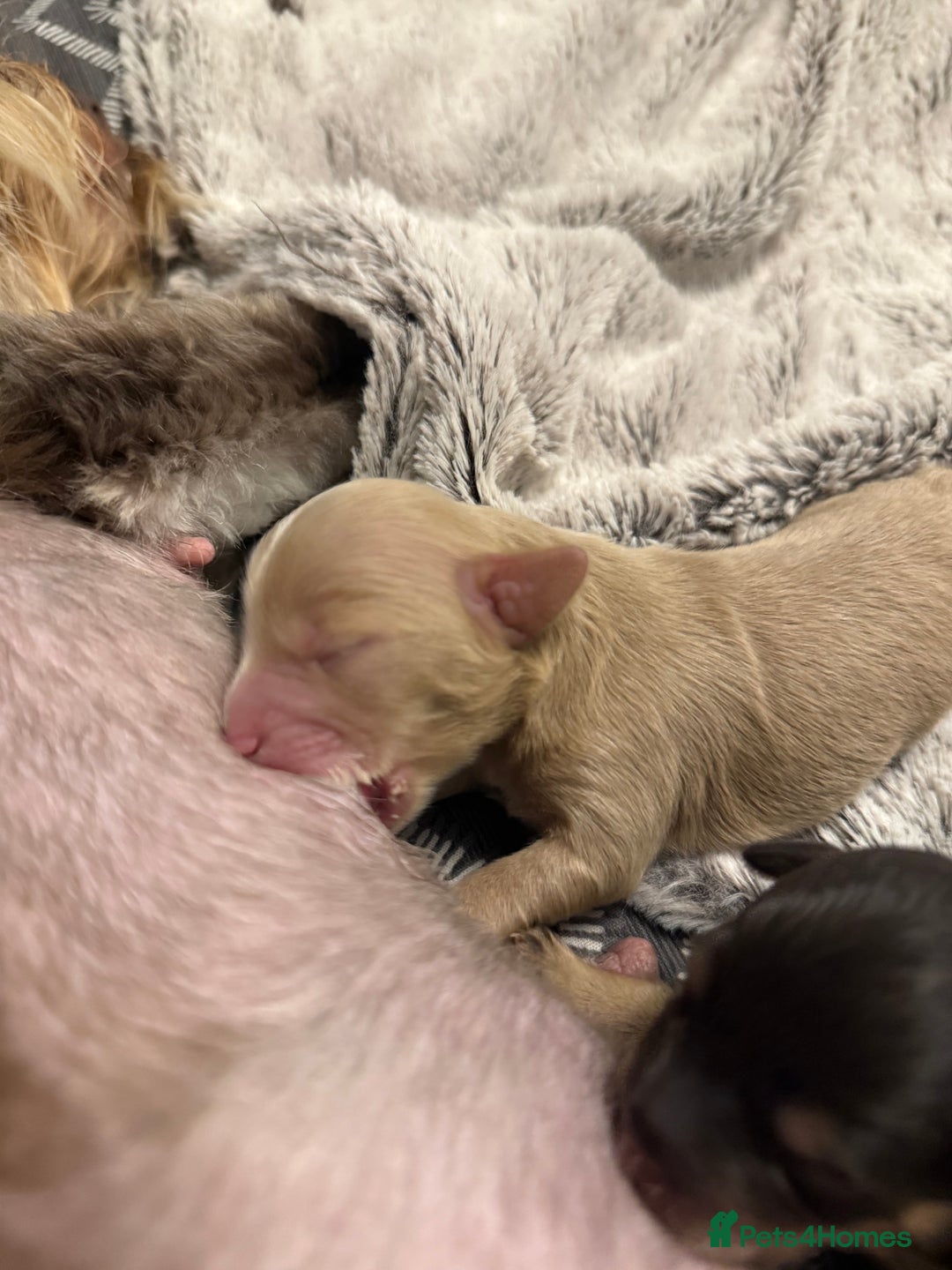 Mixed Breed dogs for sale: OUTSTANDING COLOURED TOY SCHNOODLES DNA CLEAR  - Advert 6