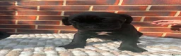Cane Corso dogs for sale: 8 beautiful cane corso puppies  - Advert 11