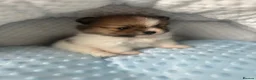 Pomeranian dogs for sale: Quality Pomeranian Teddy bears 🐻🐻 - Advert 14