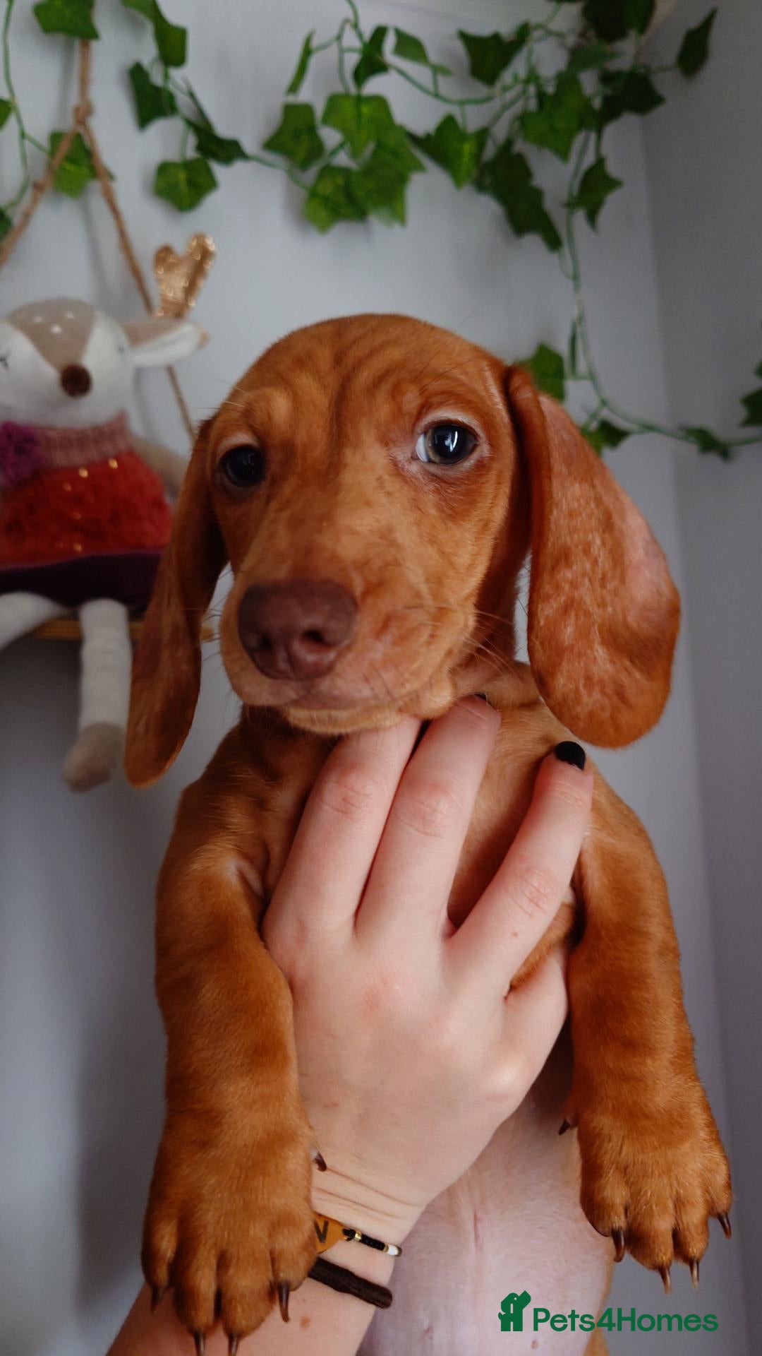 Miniature Dachshund dogs Beautiful Miniature Puppy Dachsung  - Advert 2