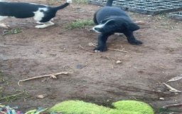 Mixed Breed dogs for sale: Aussie shepherd/staffy - Image 21