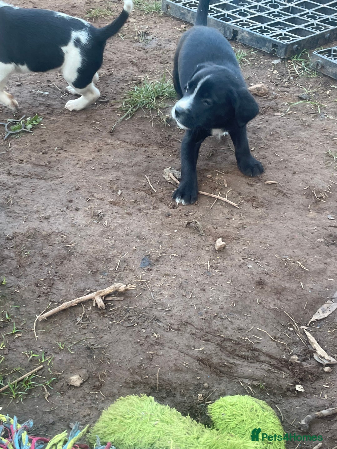Mixed Breed dogs for sale: Aussie shepherd/staffy - Image 21